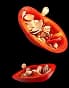 chilli